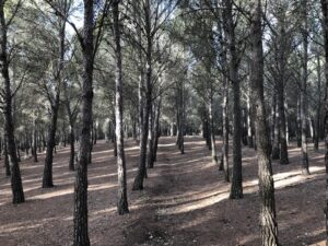 Bosque uniespecies en Bolares Suelos muertos con una sola especie de planta